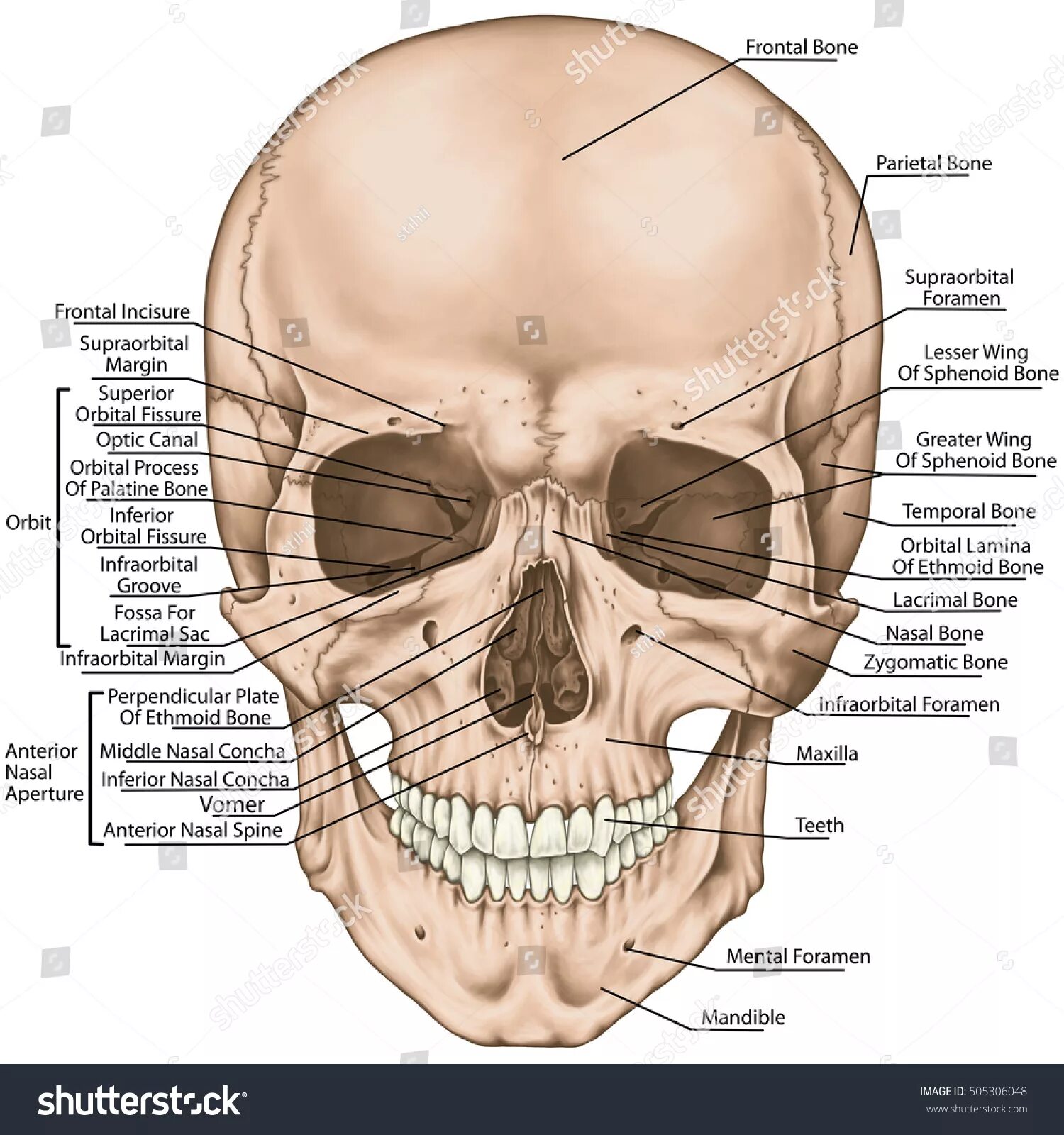Большие лобные кости. Глабелла лобной кости. Лобная кость черепа. Лобные кости черепа выпирают. Широкая лобная кость.