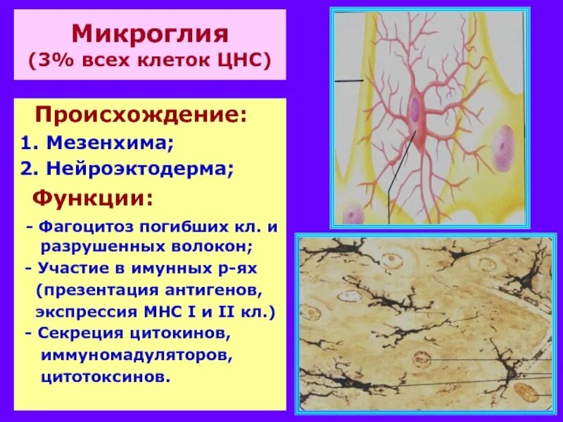 Клетки микроглии. Микроглия клетки гистология. макроглия и микроглия. источник развития микроглии нервной ткани. функции микроглии.