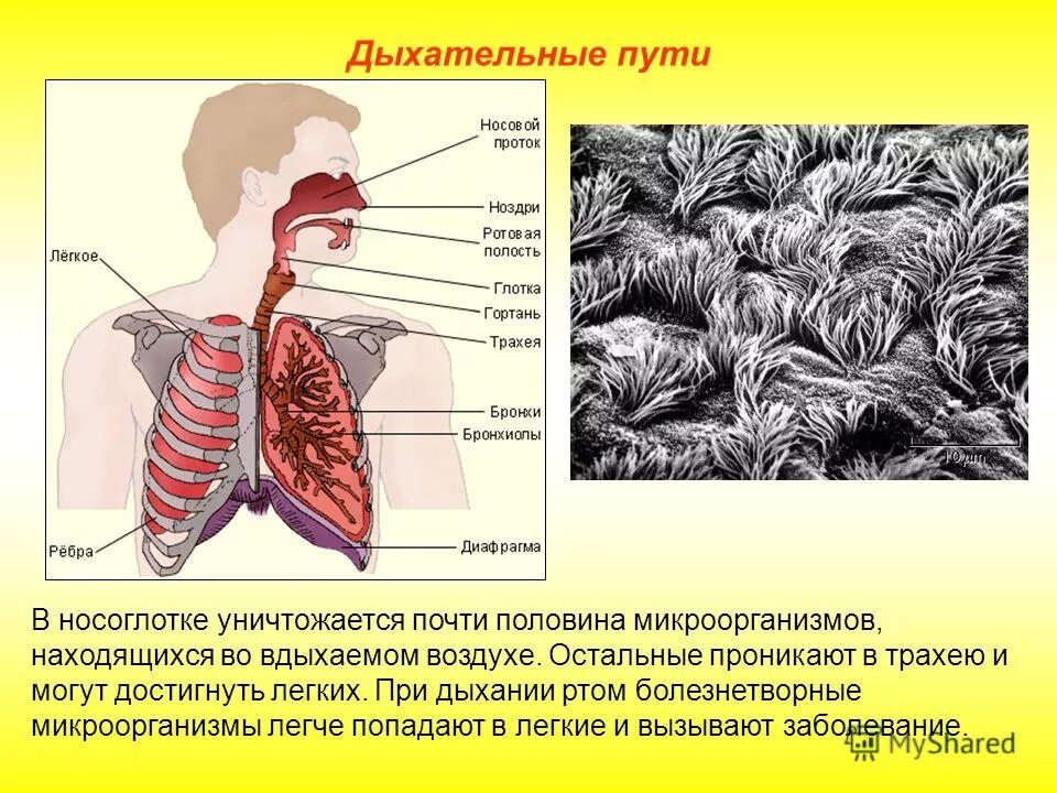 Слизистая оболочка носа ринит. Реснитчатый эпителий слизистой носа. Дыхательные пути и строение носовой полости. Симптомы поражения верхних дыхательных путей. Слизистую оболочку верхних дыхательных.