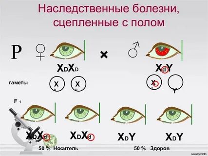 Презентация генетика пола наследование сцепленное с полом наследование