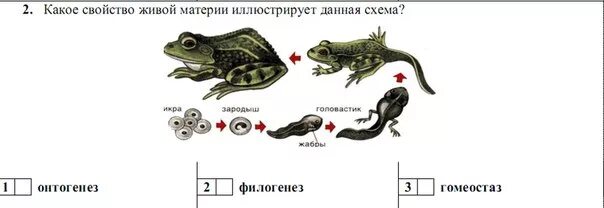 Какое свойство живой материи иллюстрирует данная схема. Какое общее свойство живых организмов иллю. Какой свойство живого иллюстрирует данный рисунок. Свойство живых систем иллюстрирует.