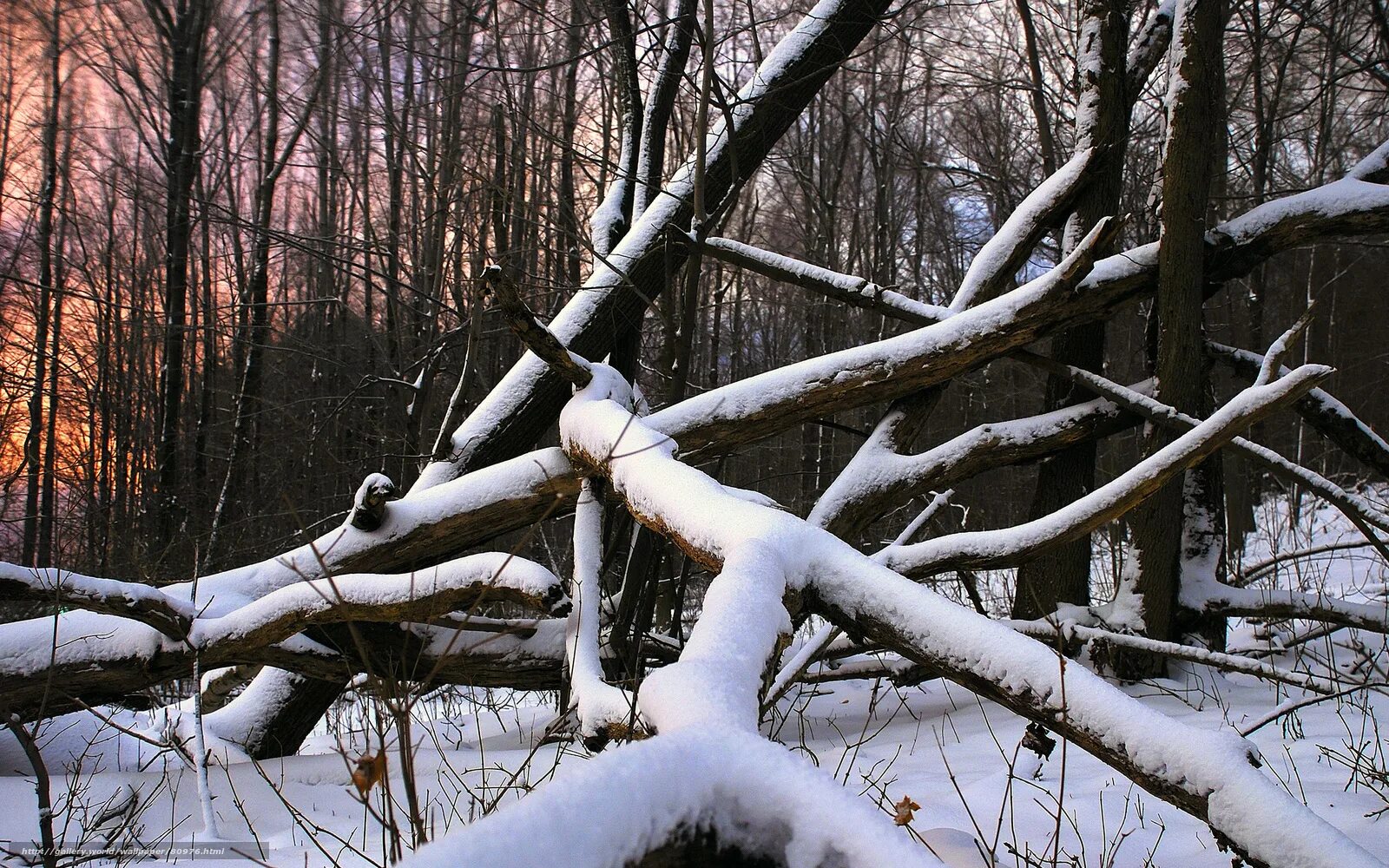 Сучья собранные. Зимний лес бурелом. Поваленное дерево. Поваленное дерево в лесу. Поваленное дерево в зимнем лесу. Упавшее дерево в Снежном лесу.