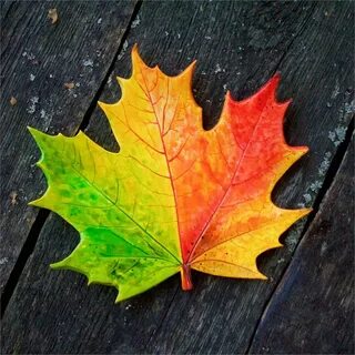 Яркие листья клена