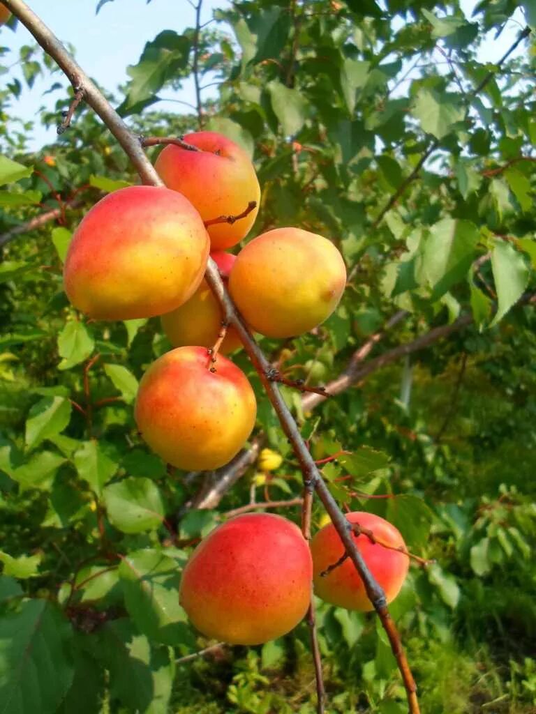 Абрикос полесский урожайный. Яблоня абрикос. Абрикос шарафуга дерево. Яблоня абрикосовое. Яблоня абрикос.