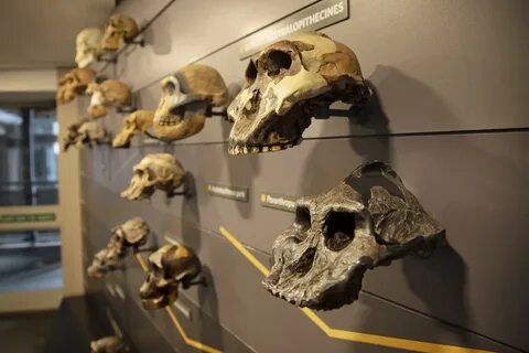 История кости