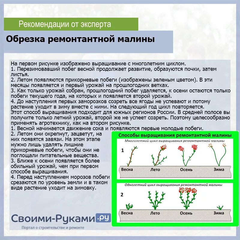 Обрезать ремонтантную малину. Обрезка ремонтантной малины осенью. Схема обрезки ремонтантной малины осенью. Можно обрезать ремонтантную малину