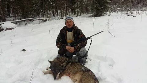 Охота на вабу на волка