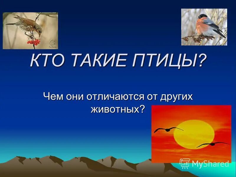 Что отличает птицу. Кто такие птицы. Чем птицы отличаются от других животных. Чем отличаются птицы от животных. Отличие птиц от других животных.