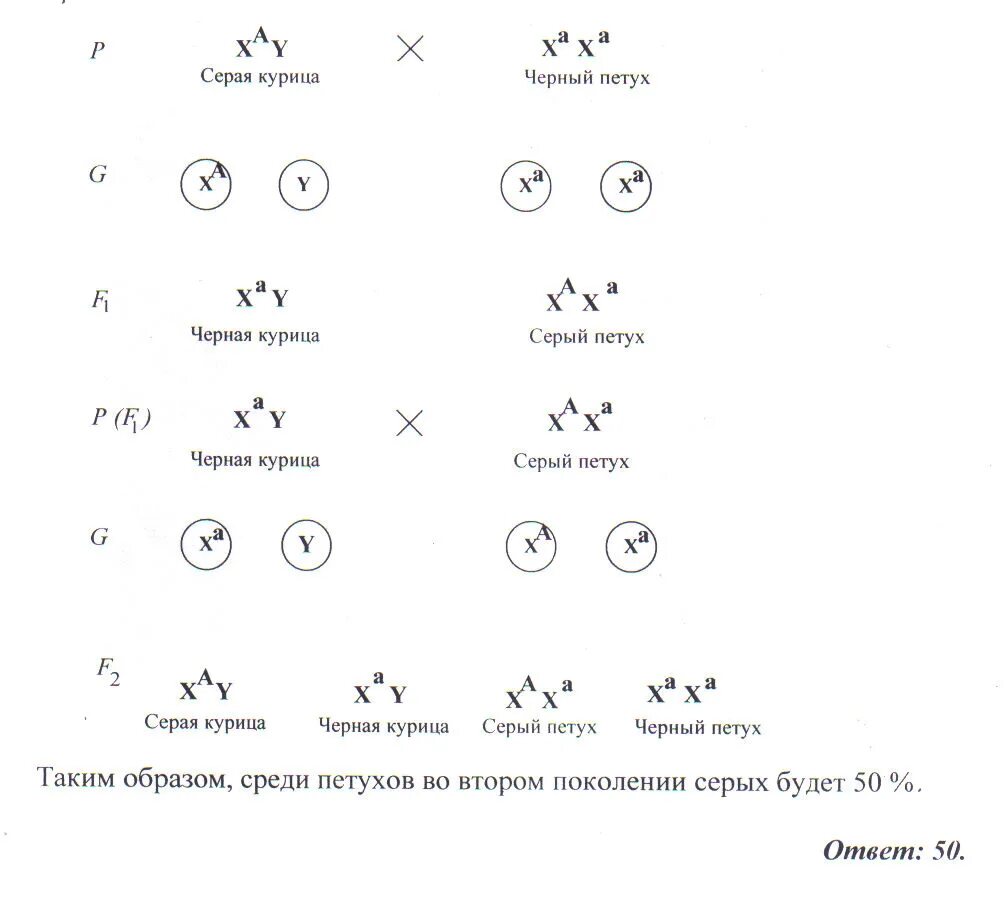Доминантные признаки у кур. Скрестили пестрых петуха. Скрестили пестрых петуха и курицу получили 26. У кур черная окраска оперения. При скрещивании чёрного петуха.