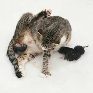 У кошки течка кот