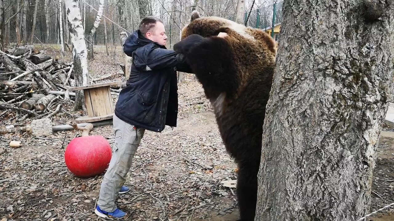 Включи медведь и человек