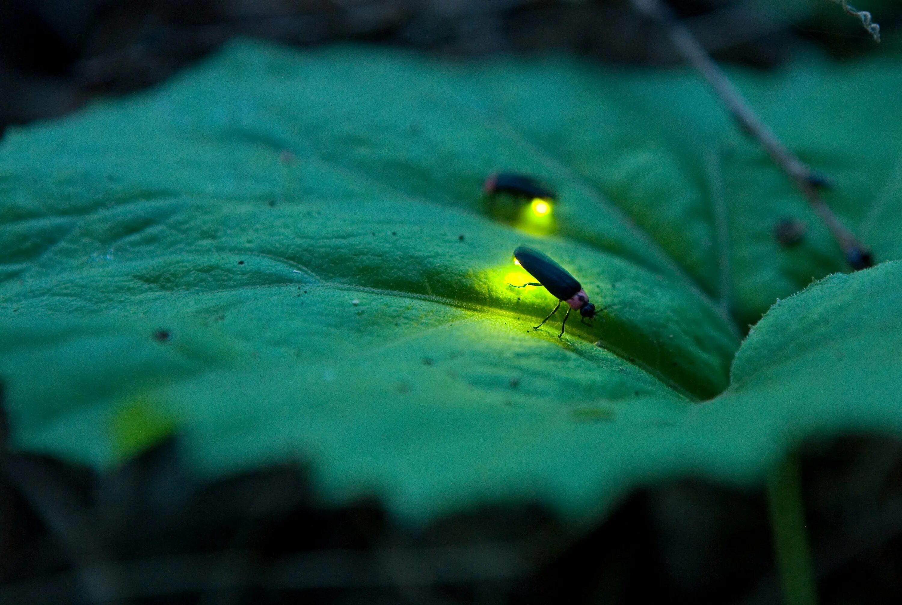 Кто такой светлячок. Биолюминесценция светлячков. Жук светляк. Биолюминесценция жуки. Куала Лумпур светлячки.