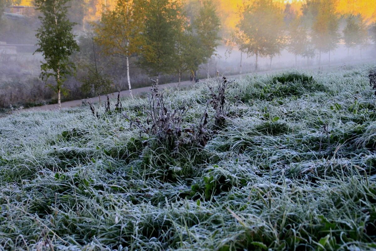 Утро заморозки