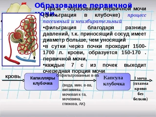 Образование вторичной мочи фильтрация крови образование плазмы. Процесс фильтрации мочи. Образование первичной мочи. Фильтрация первичной мочи. Первичная моча образуется в фазу.