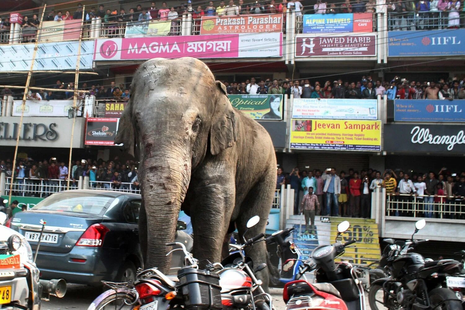 Индия слоны. Дикие слоны в Индии. Слоны на дороге. Elephant car