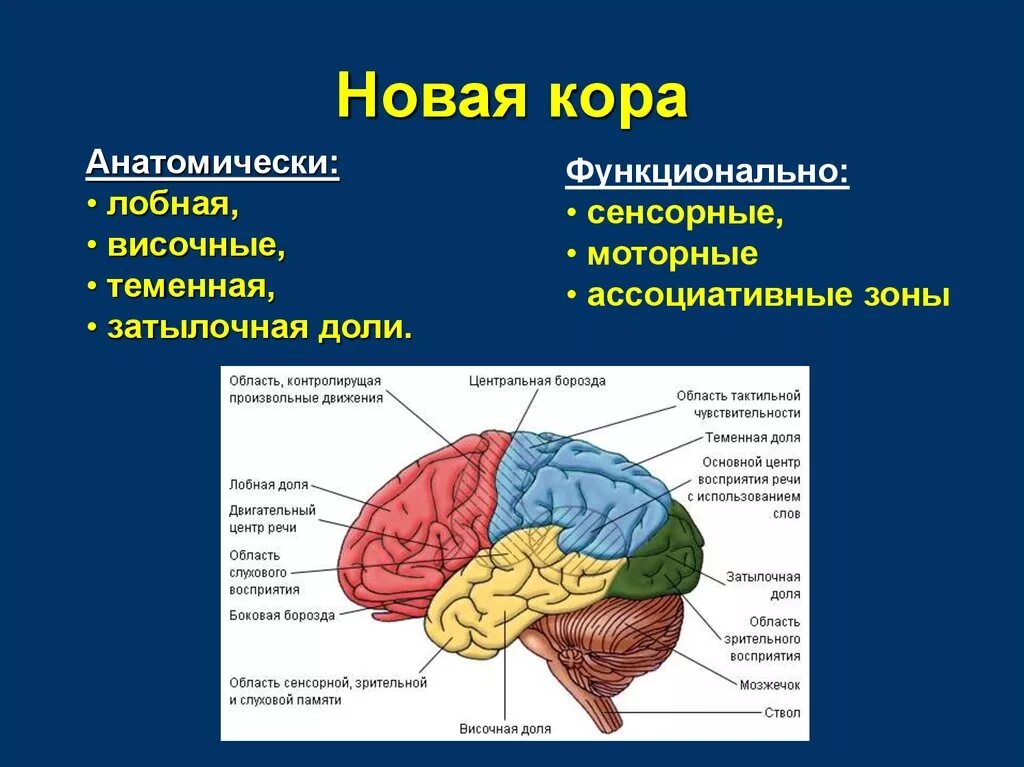 Строение древней коры головного мозга.