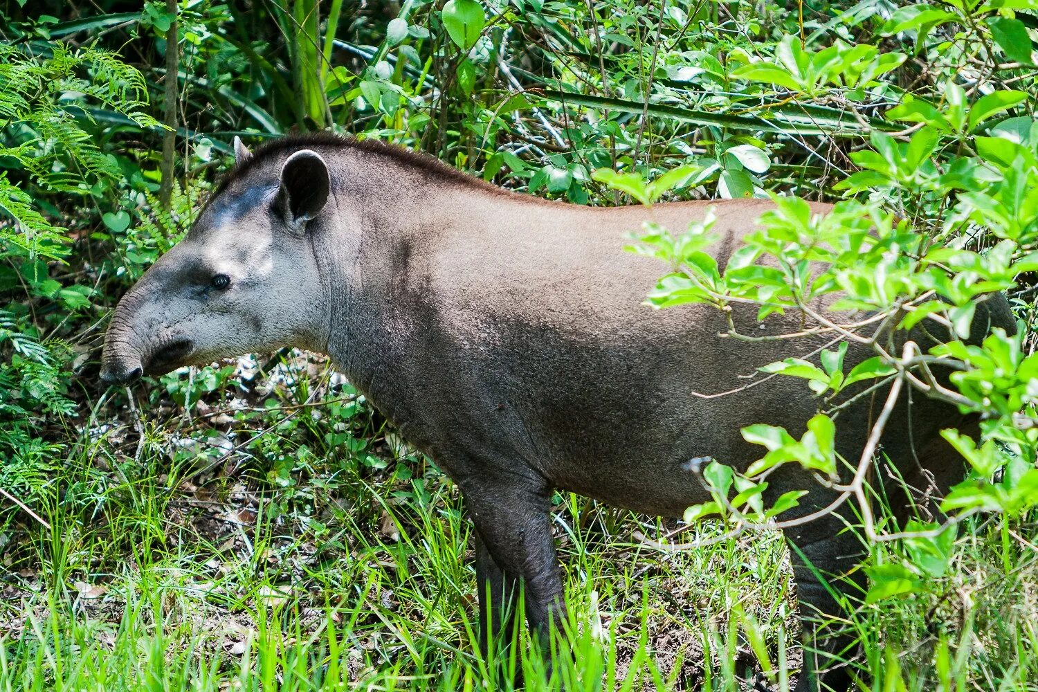 Tapirus terrestris. Бразильский тапир. Бразильский Равнинный тапир. Тапир ареал. Родственники слоновых