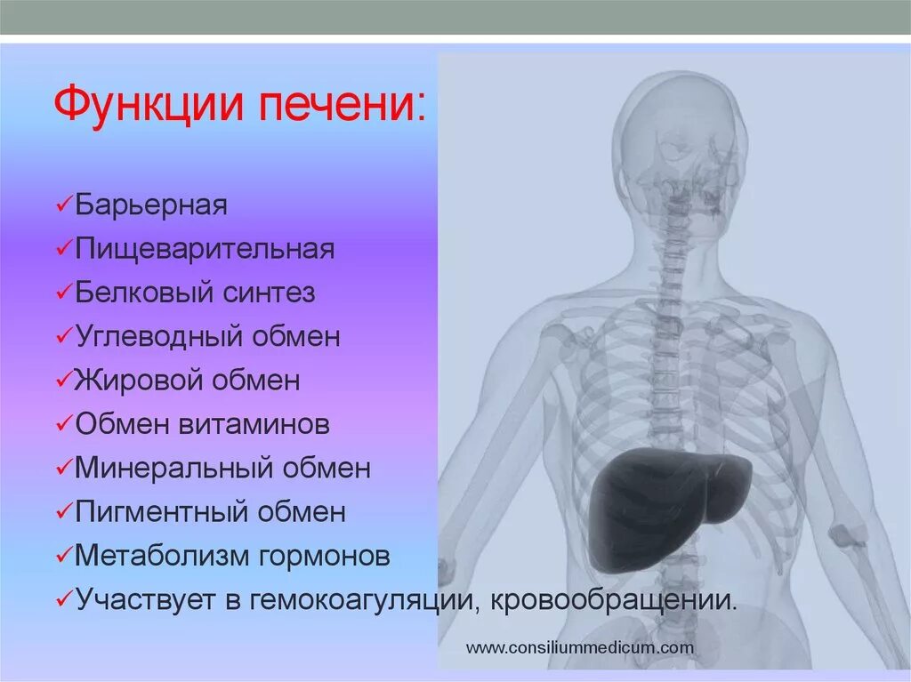 Функции печени. Функции печени в организме человека. Перечислите функции печени. Функции человеческой печени.