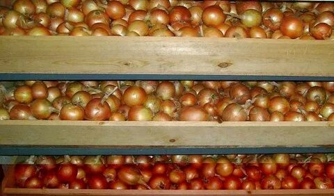 Закрыть лук на зиму