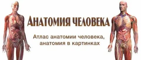 Направления анатомии человека