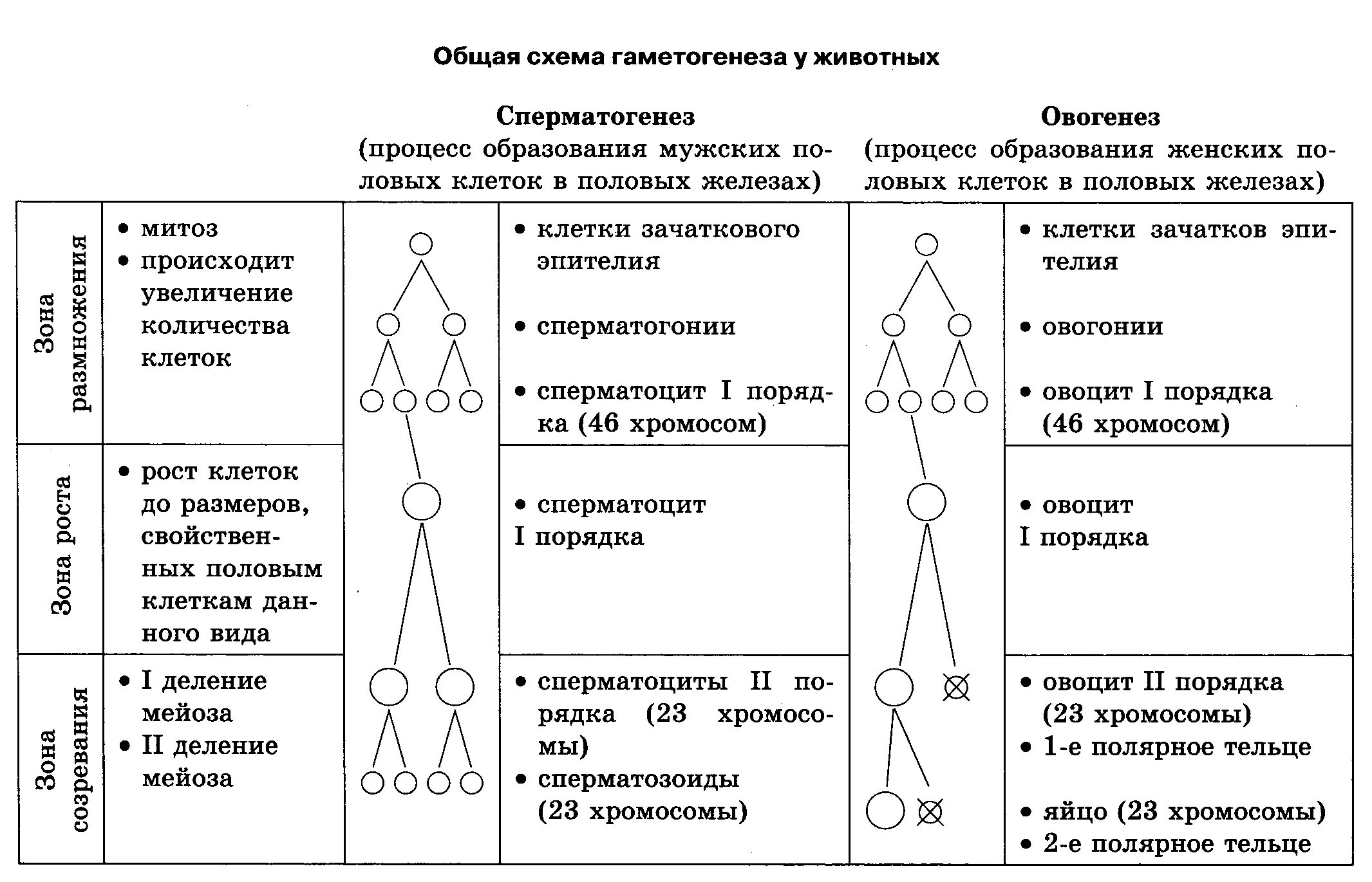 Сперматогенез описание процесса. Стадии образования половых клеток таблица. Образование половых клеток гаметогенез таблица. Характеристика периодов гаметогенеза человека таблица. Образование половых клеток мейоз таблица.