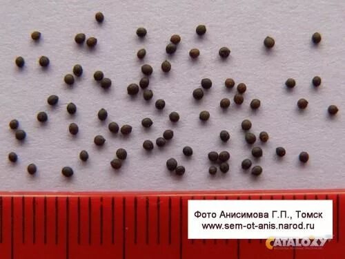Galium verum - Image of an specimen - Plantarium