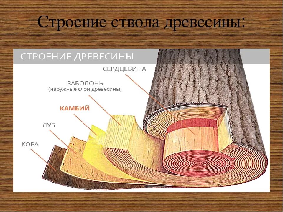 Строение луба стебля. Строение древесины заболонь. Строение древесины и породы древесины. Каково строение древесины. Каково строение древесины.