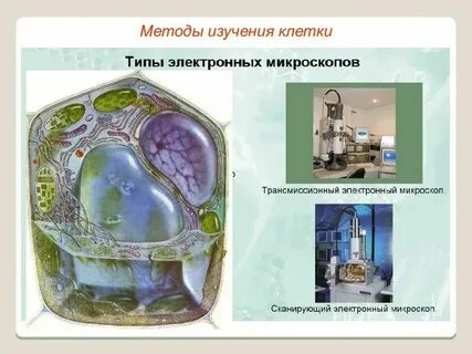 Таблица изучения клетки биология