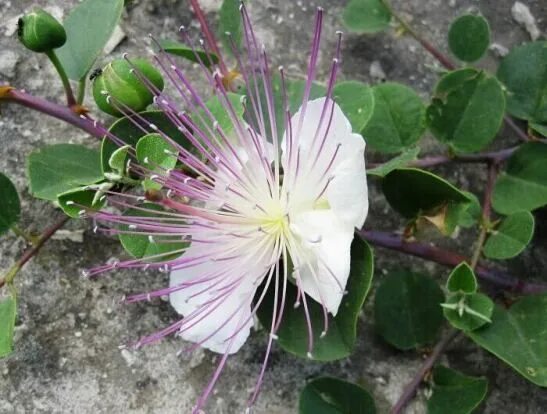 Каперсы растение. Каперсы колючие. Каперсы куст. Каперсы колючие (Capparis spinosa).