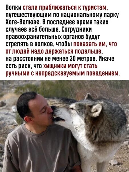 Как долго волк привыкал к новым хозяевам. Сколь волк.