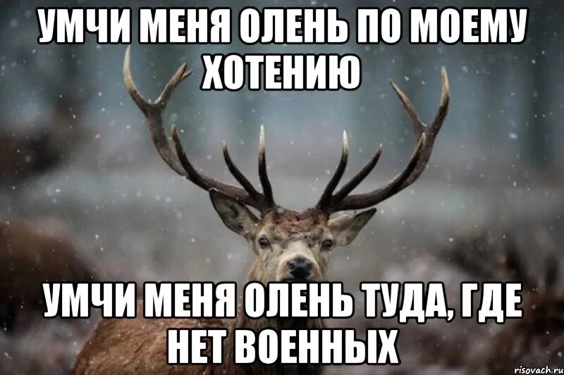 Повторялка лесной олень. Умчи меня олень. неси меня олень. умчи меня олень по моему хотению. статусы про оленей.