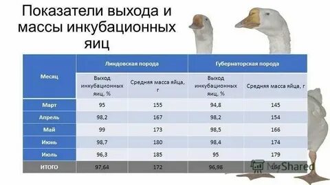 Гусь сколько кг мяса