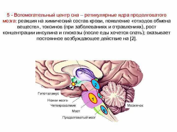 Центр сна в мозге. Ретикулярные ядра ствола мозга. Ретикулярная формация продолговатого мозга. Ядра ретикулярной формации продолговатого мозга. Ретикулярные ядер продолглватлго могза.