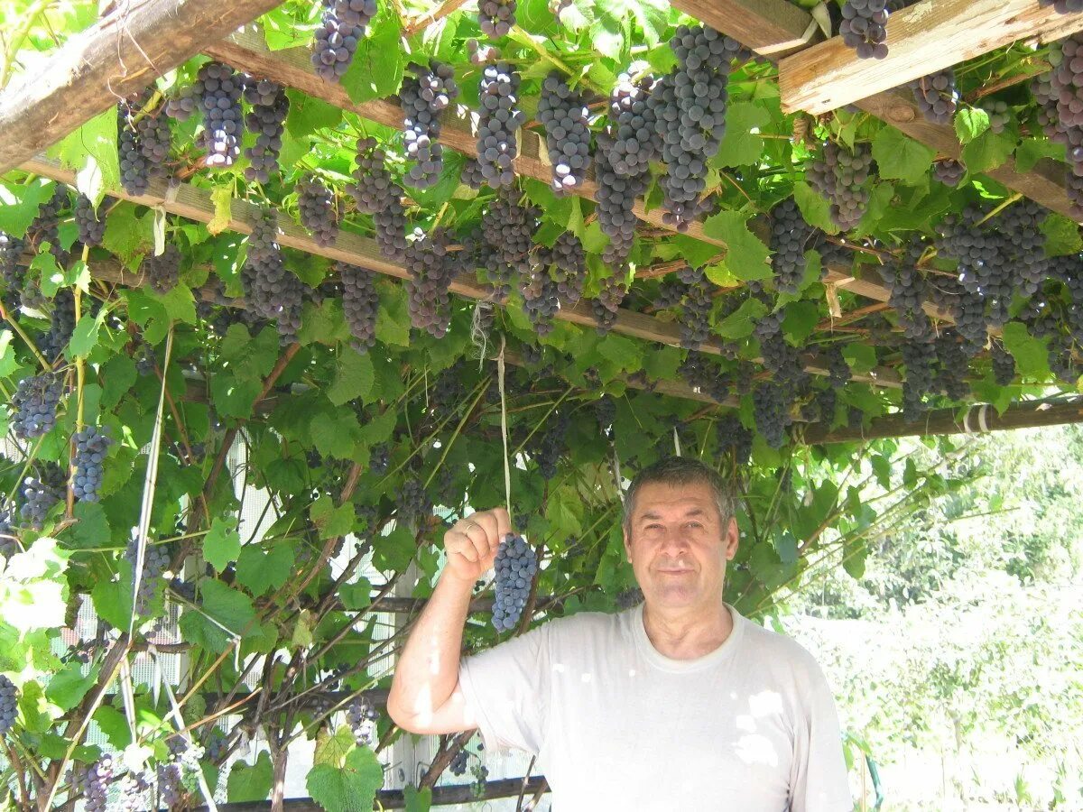 Шпалера виноград многоштамбовая. Виноградник на даче. Виноград на даче в Подмосковье. Выращиваем виноград на даче.