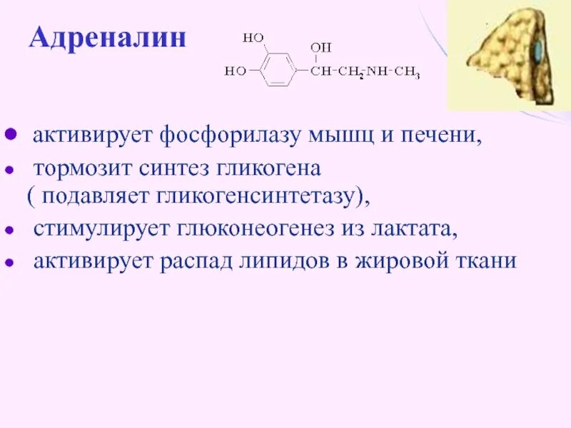 Фермент адреналина