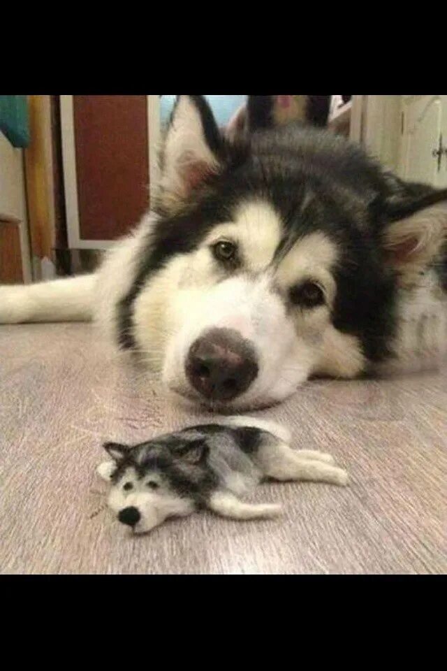 Собаки делают уроки