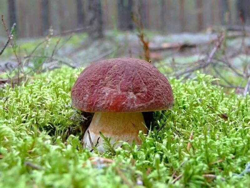 белый гриб боровик. боровик пластинчатый гриб. сайт боровика. боровик гриб съедобный. боровик королевский съедобный гриб.