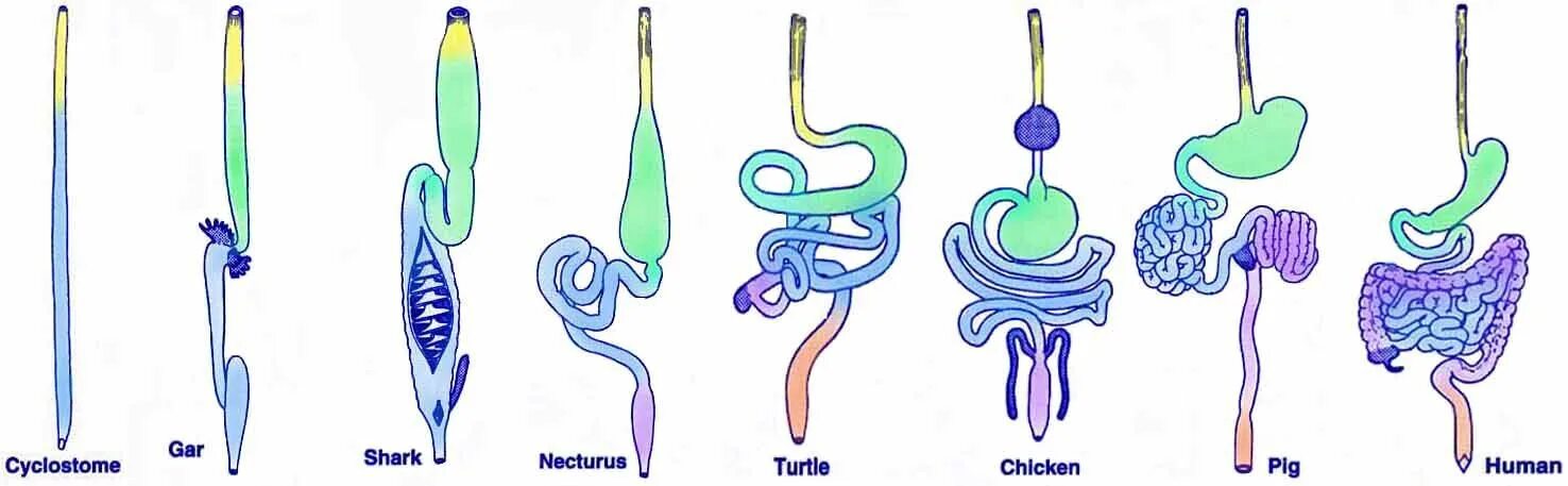 Эволюция пищеварительной системы. Эволюция систем органов животных пищеварительная система. Эволюция пищеварительной системы млекопитающих. Эволюция системы органов пищеварения позвоночных животных. Кишечник беспозвоночные