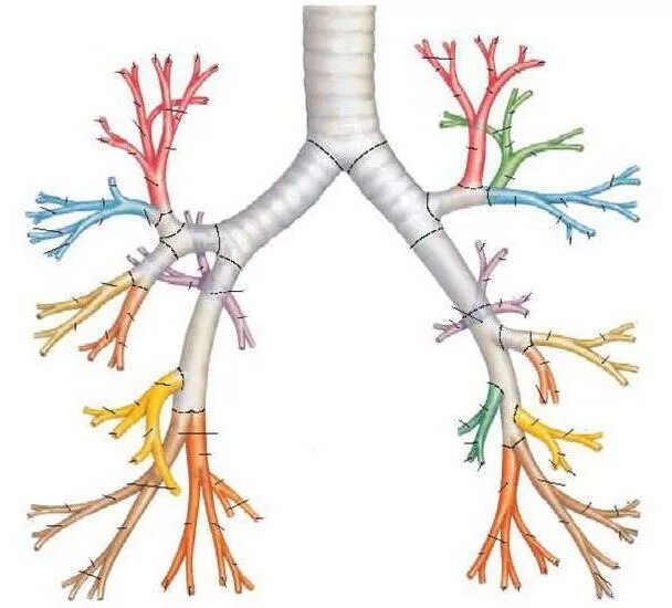 Бронхиальное дерево сегментарные бронхи. Сегментарные бронхи анатомия. Бронхи строение бронхиальное дерево. Верхушечный сегментарный бронх.