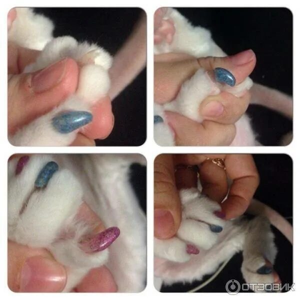 Ногти как у кошки. Антицарапки для котят 2 месяца. Накладки на когти. Силиконовые ногти для кошек. Накладки на кошачьи ногти.