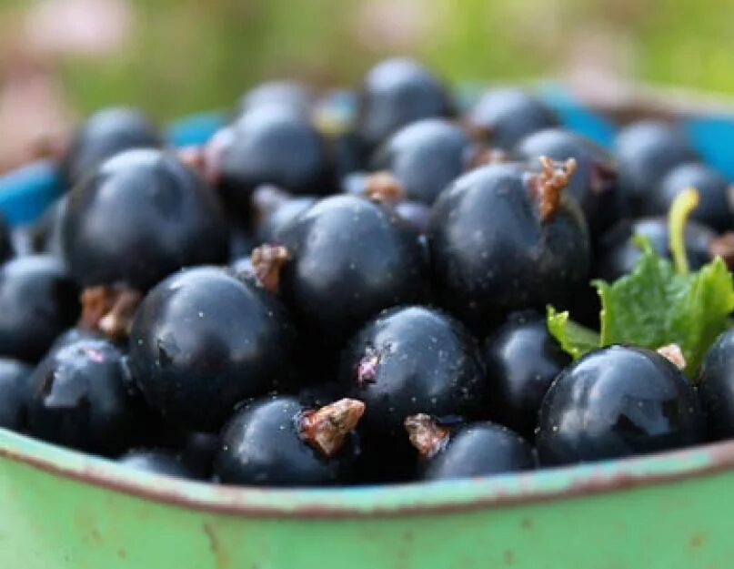 Смородина красная. Толкование снов смородина. Толкование снов смородина. Садовая смородина. Смородина красная замок хаутона фото.