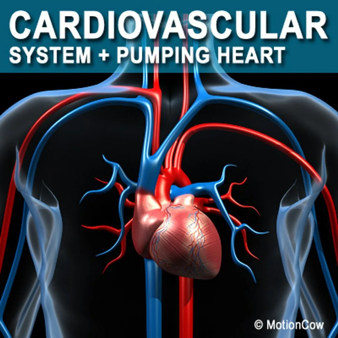 Cardiovascular system. Сердечно-сосудистая система 3d. Макет сердечно сосудистой системы. Объемная модель сердечно сосудистой системы.