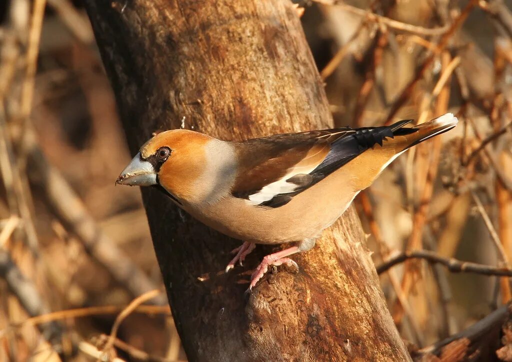 Hawfinch (Coccothraustes coccothraustes). Birds of Siberia.