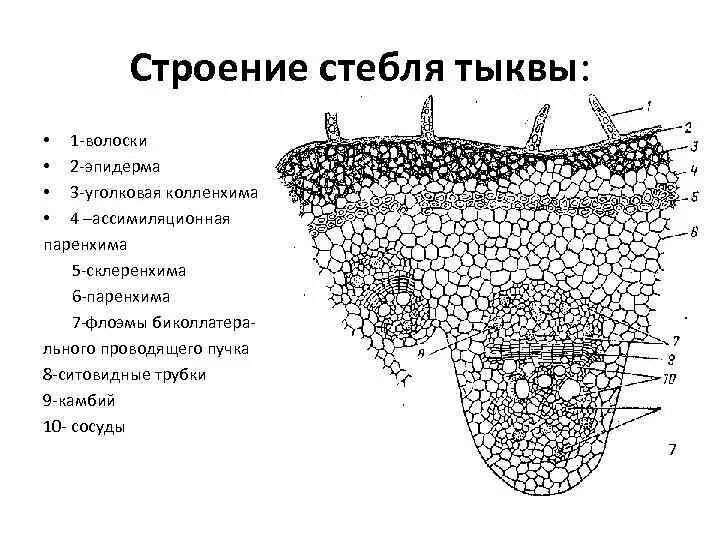 Структура поперечного среза корня тыквы. Колленхима на поперечном срезе стебля тыквы.