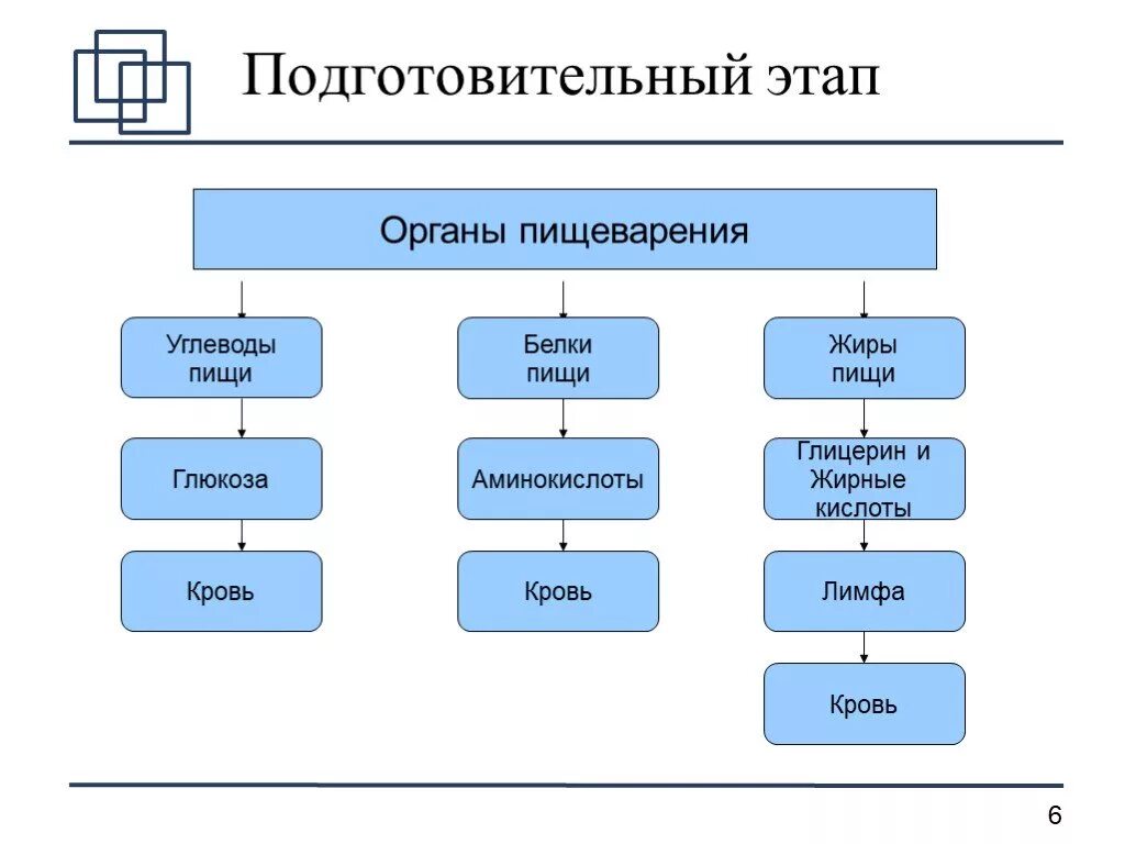 Подготовительный этап пищеварения. Подготовительный этап в пищеварительной системе. Подготовительный этап углеводы белки жиры. Подготовительный этап в органах пищеварения. Подготовительный этап белки