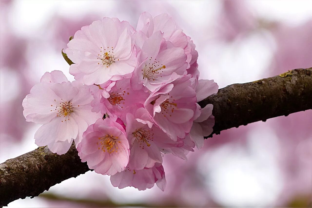 Розовая вишня букв. Цветка Prunus serrulata. Розовое дерево. Розовые цветы на дереве. Дерево с розовыми цветами.