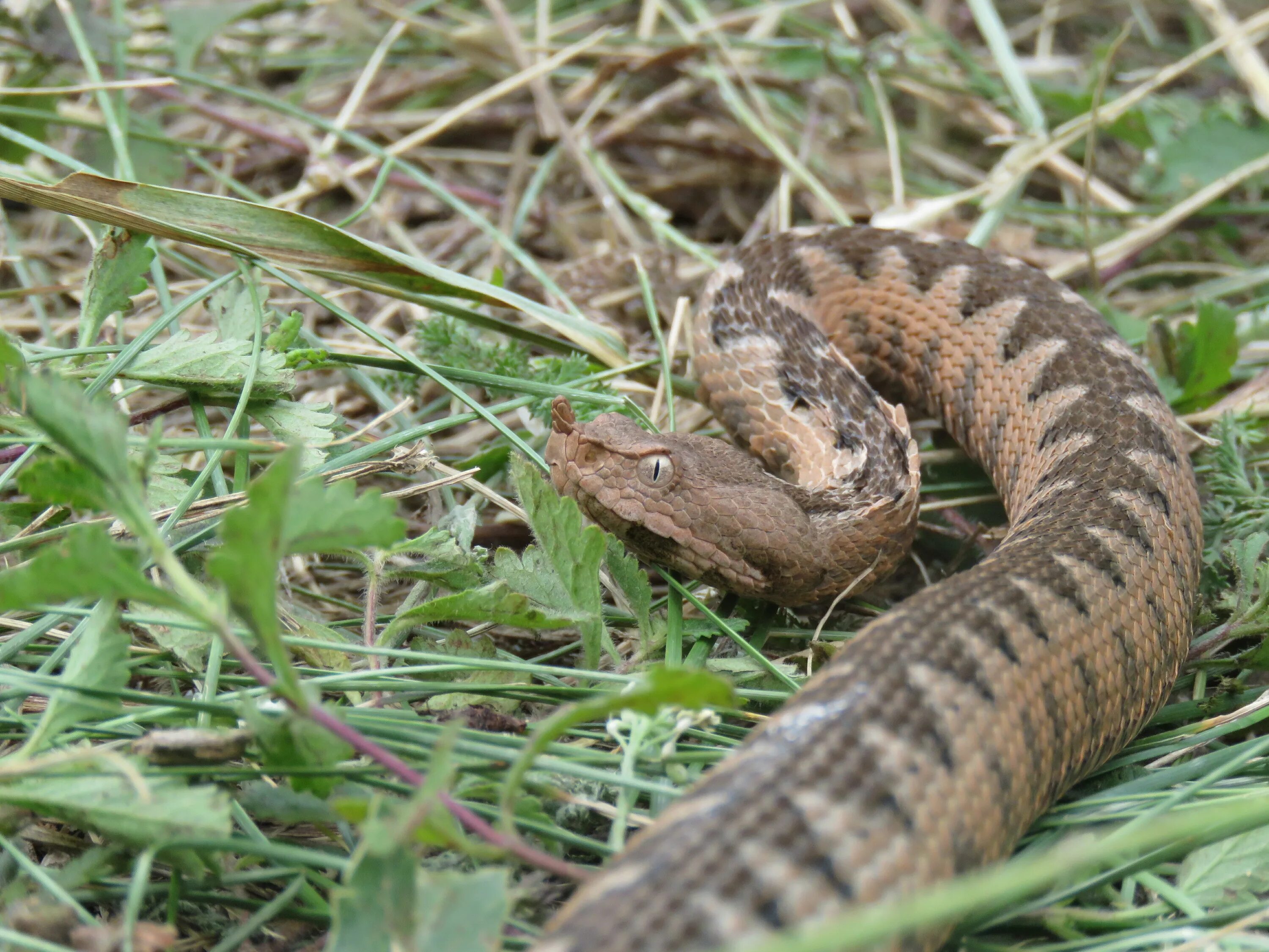 Vipera оборудование 2.0. Поскок змея. Носатая гадюка. Vipera тану. Полевая на Випера.