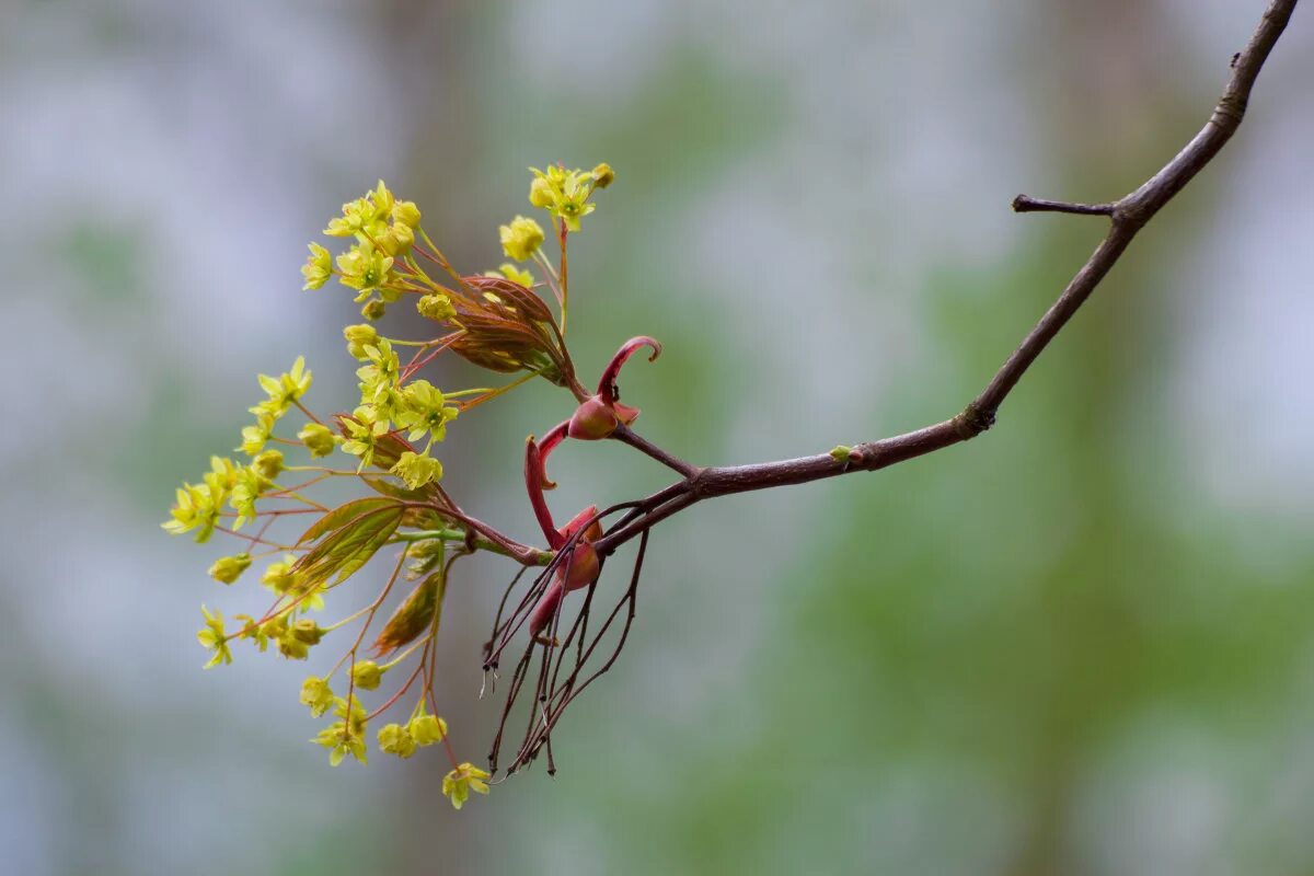 Тип соцветия клена обыкновенного. Соцветие клена остролистного. Соцветие каштана. Клен остролистный цветки. Клен остролистный цветки.