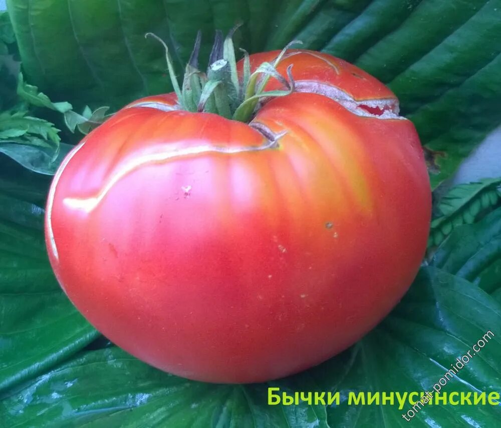 Томат минусинские бычки. Томат минусинские бычки