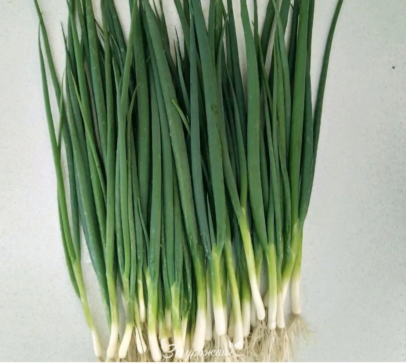 Лук батун лонг токио, 1 гр. Лук батун лонг токио описание. Лук лонг токио. Аэлита лук лонг токио батун. Агрони семена.